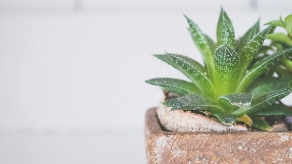 Bright and fresh aloe succulent plant in a rustic pot indoors, perfect for home decor.