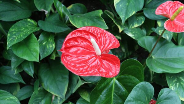 Close-up of a bright red anthurium flower surrounded by lush green leaves, showcasing nature's vibrant beauty.