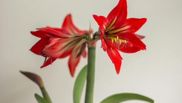 Stunning close-up of a blooming red Amaryllis flower with green leaves.
