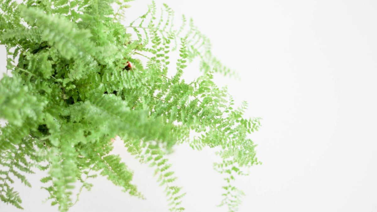 Close-up shot of a vibrant green fern plant on a plain white backdrop.