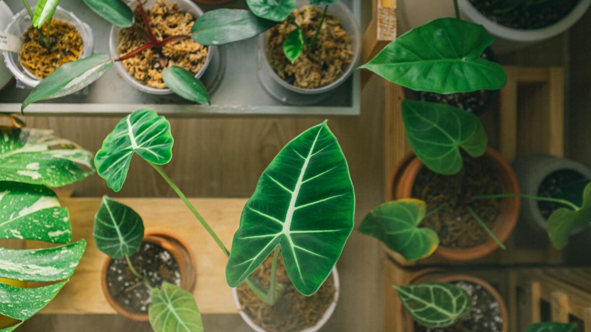 From above of assorted fresh potted green plants with big leaves standing on wooden shelves