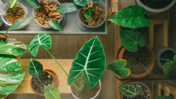 From above of assorted fresh potted green plants with big leaves standing on wooden shelves