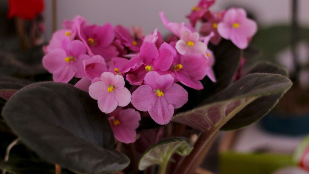 A vivid close-up of blooming pink African violets showcasing their delicate petals and vibrant colors.
