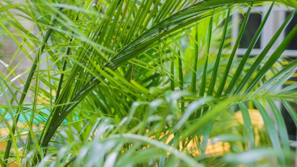Lush green areca palm leaves create a vibrant, natural indoor atmosphere.