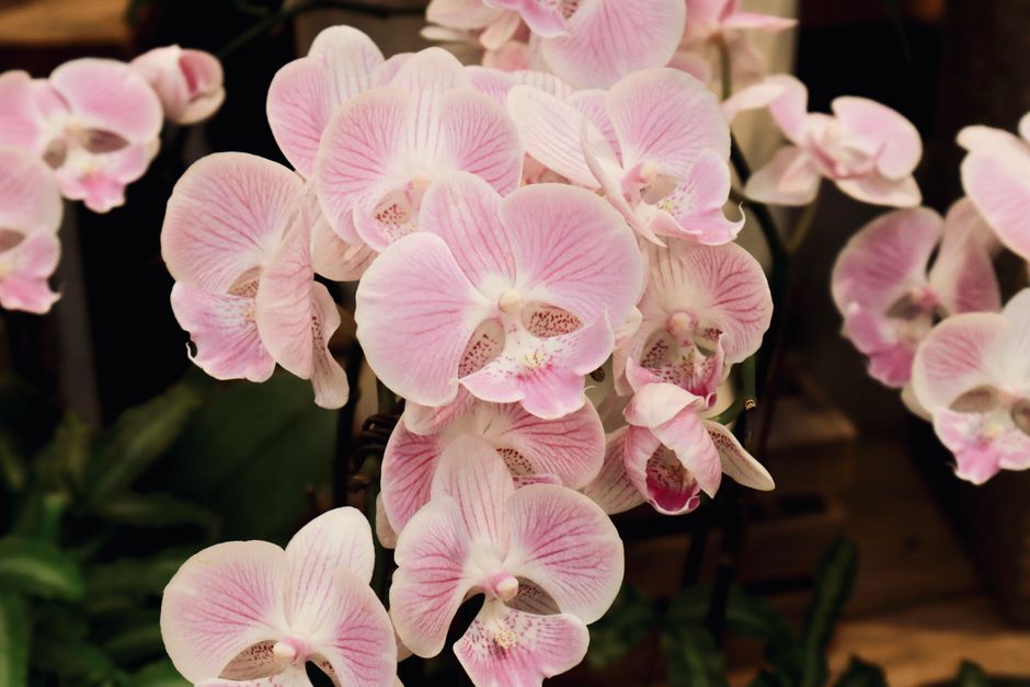 Moth Orchid Care: A Complete Guide