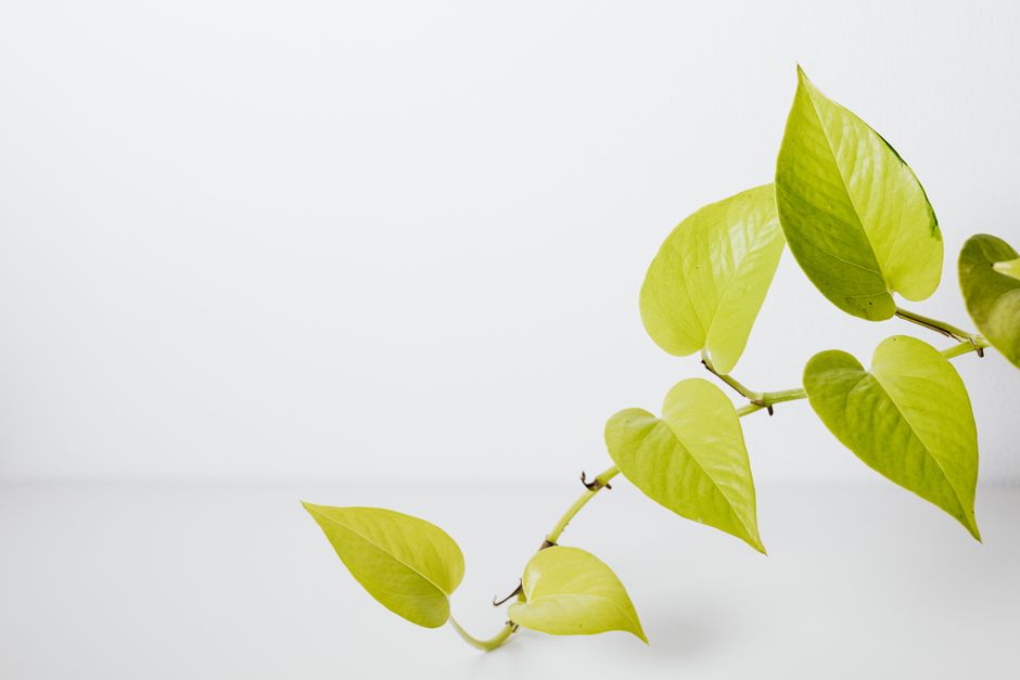 Neon Pothos Care: A Complete Guide