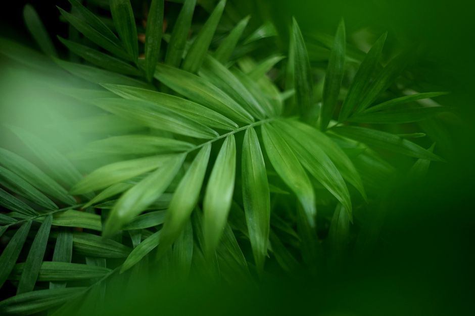 Parlor Palm Care: A Complete Guide