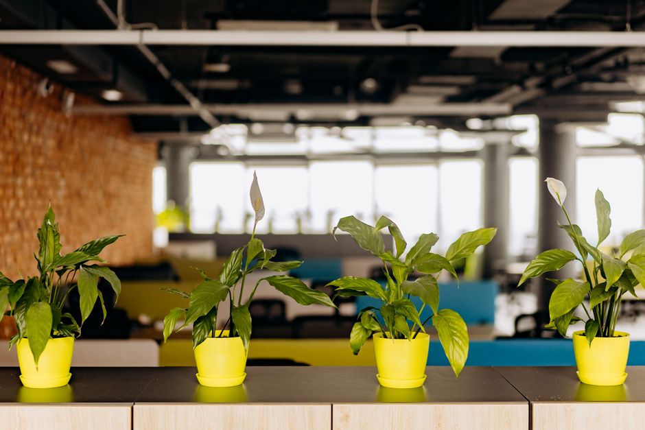 Peace Lily Care: A Complete Guide