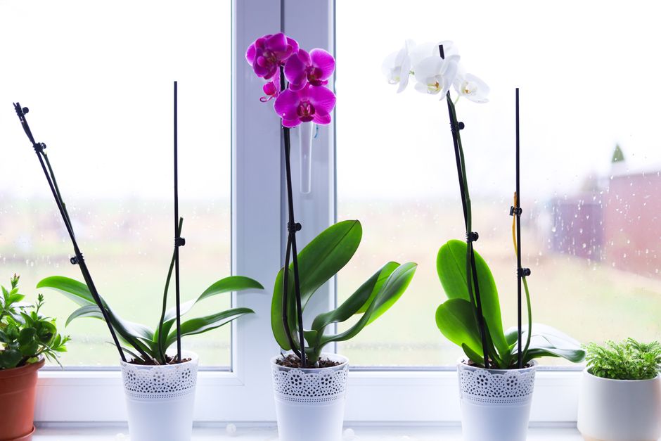 Phalaenopsis Orchid Care: A Complete Guide