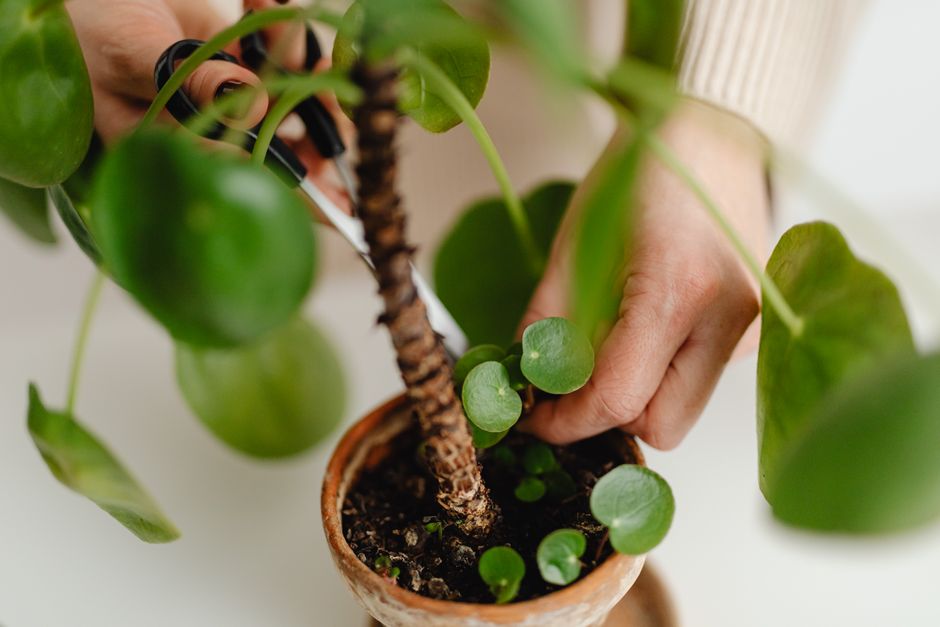 Pilea Peperomioides Care: A Complete Guide