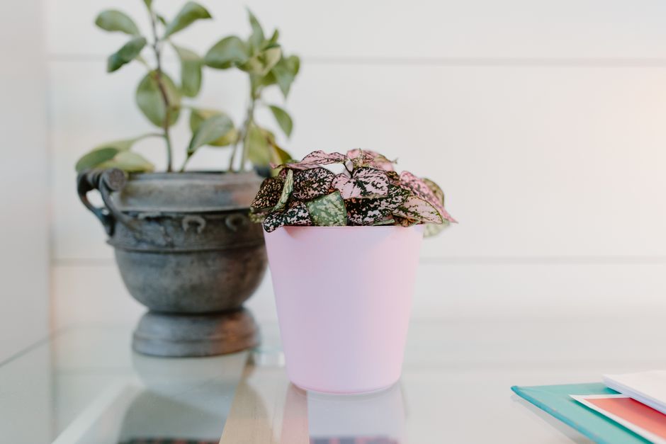 Polka Dot Plant Care: A Complete Guide