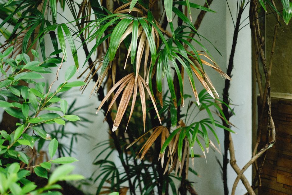 Ponytail Palm Care: A Complete Guide