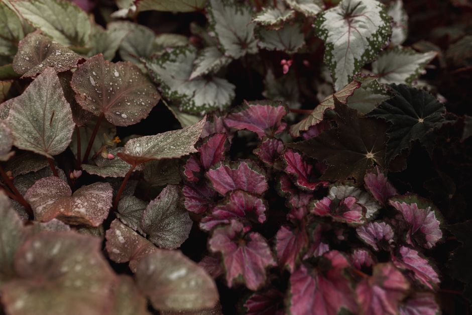 Rex Begonia Care: A Complete Guide