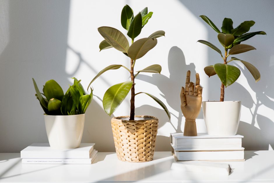 Rubber Plant Care: A Complete Guide