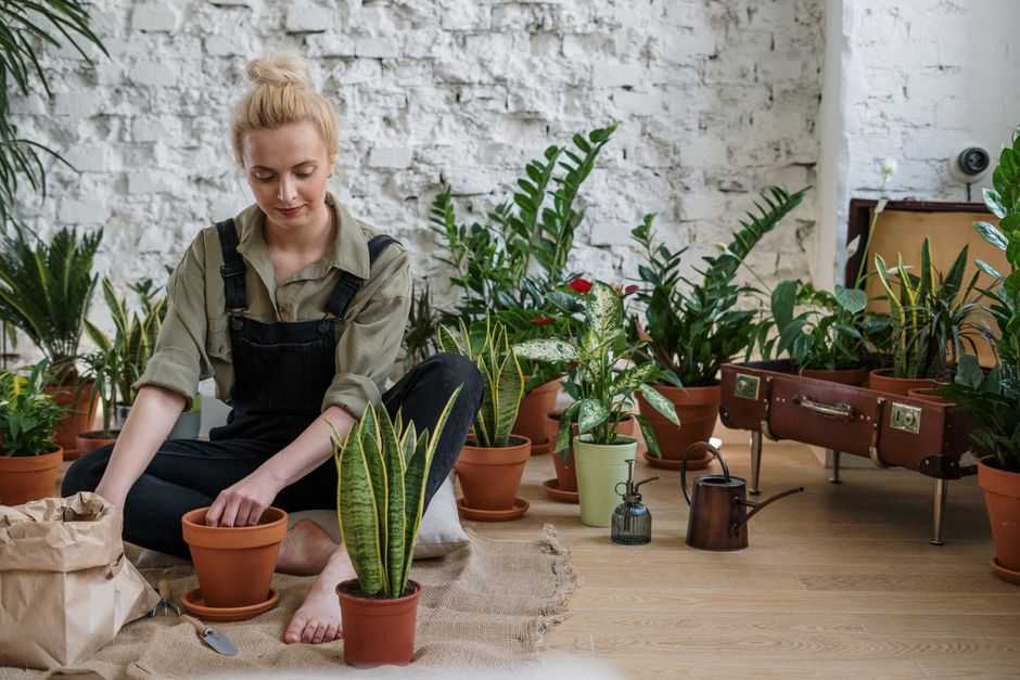 Snake Plant Care: A Complete Guide