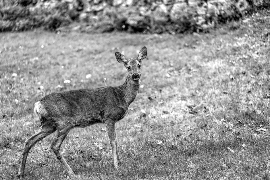 Soins de la Fougère Biche : Guide Complet
