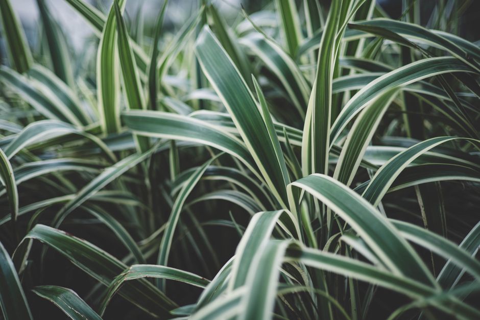Spider Plant Care: A Complete Guide
