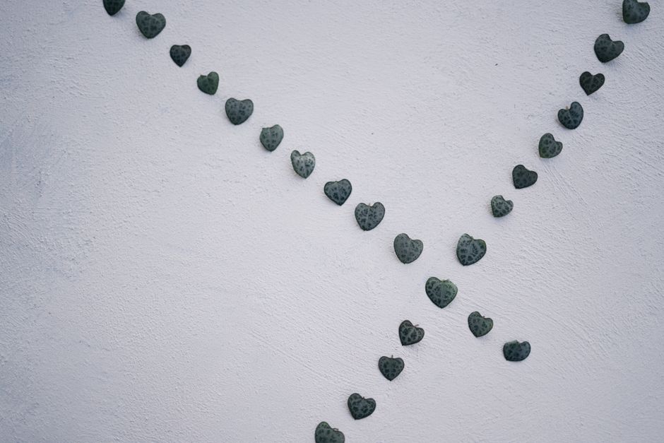String of Hearts Care: A Complete Guide