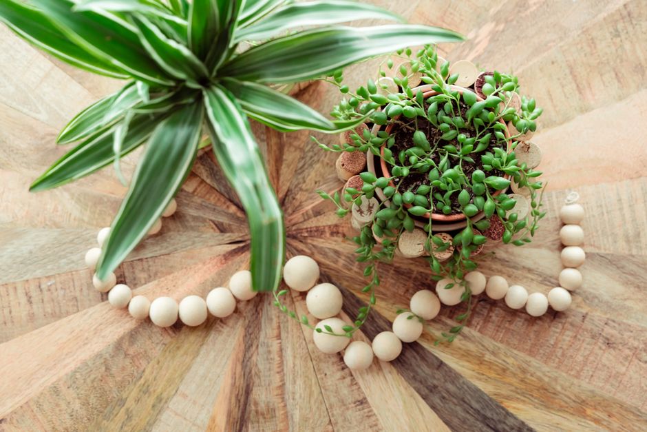 String of Pearls Care: A Complete Guide