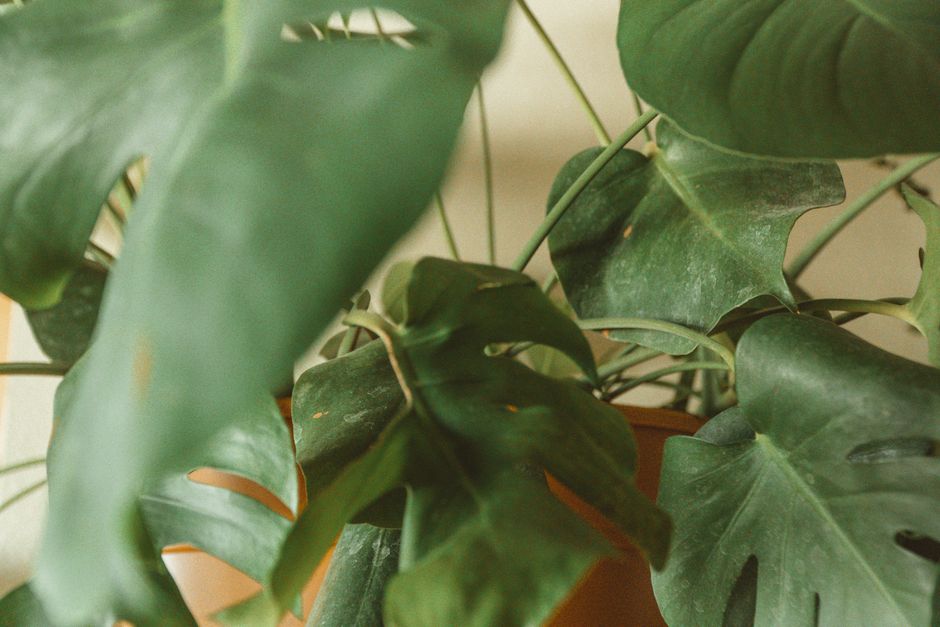 Swiss Cheese Plant Care: A Complete Guide