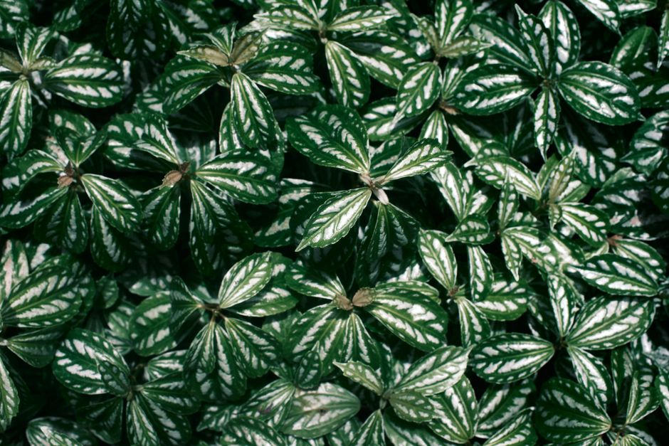 Cuidado de la Peperomia Sandía: Una Guía Completa