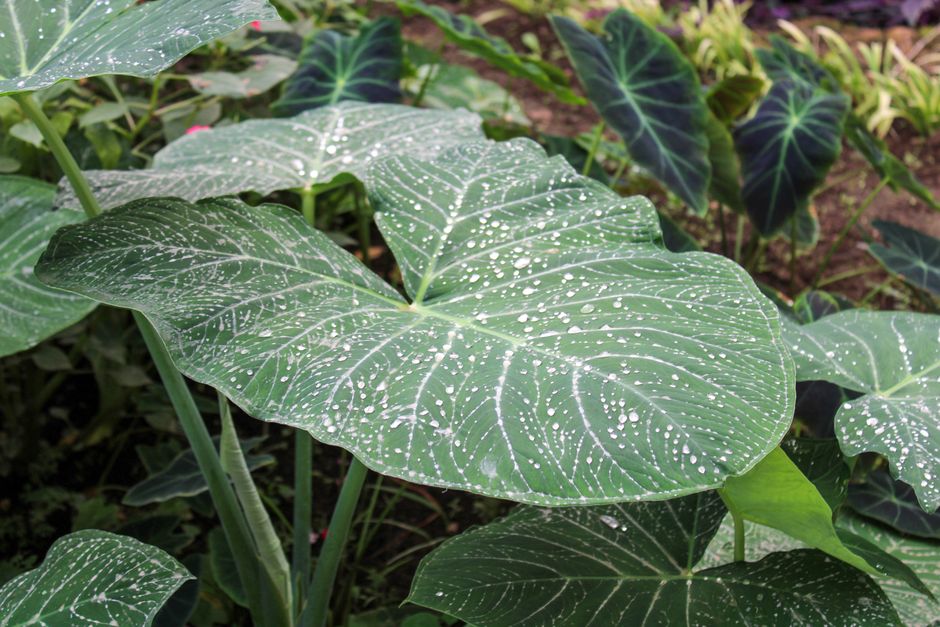 Cuidado de la Planta Paraguas: Una Guía Completa