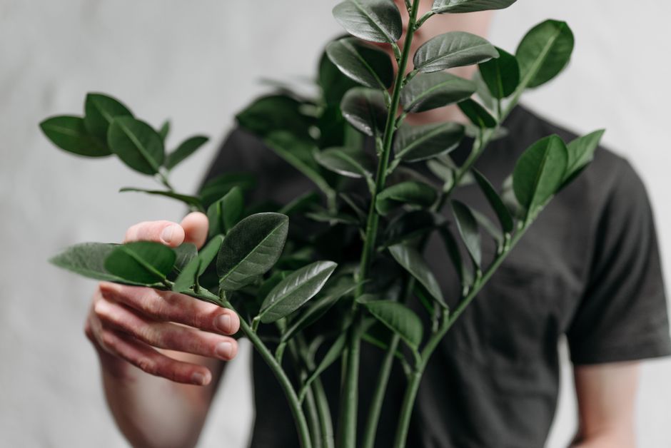 Cuidado de la Planta ZZ: Guía Completa