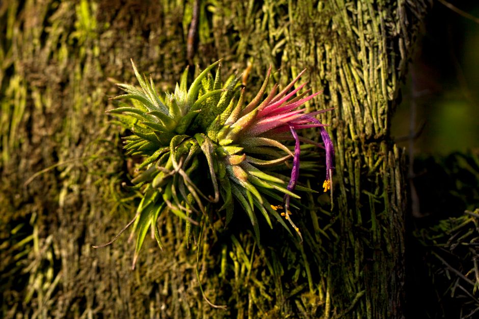 Cuidado de la Tillandsia: Guía Completa