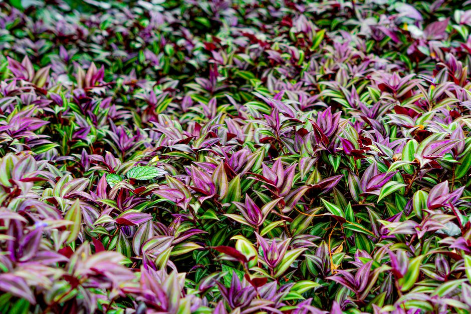Cuidado de la Tradescantia errante: una guía completa
