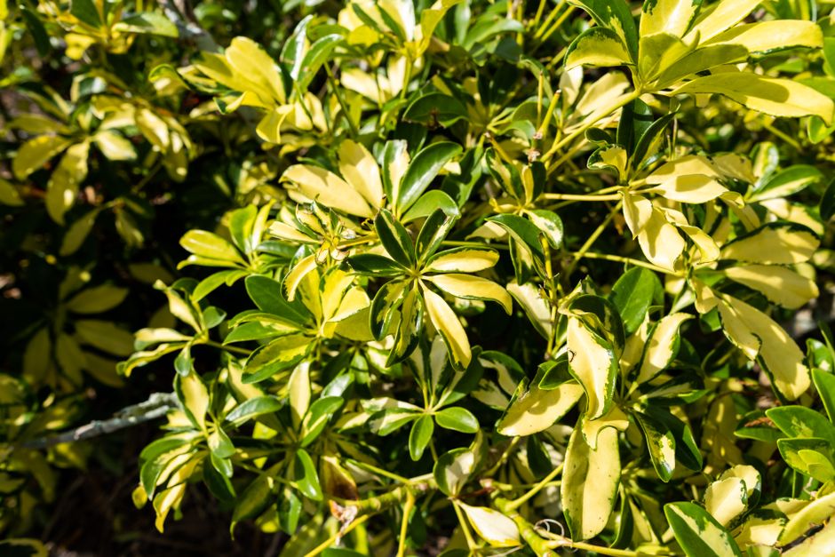 Entretien du Schefflera : Guide Complet
