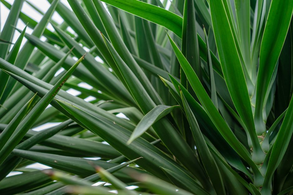 Entretien du Yucca : Guide Complet
