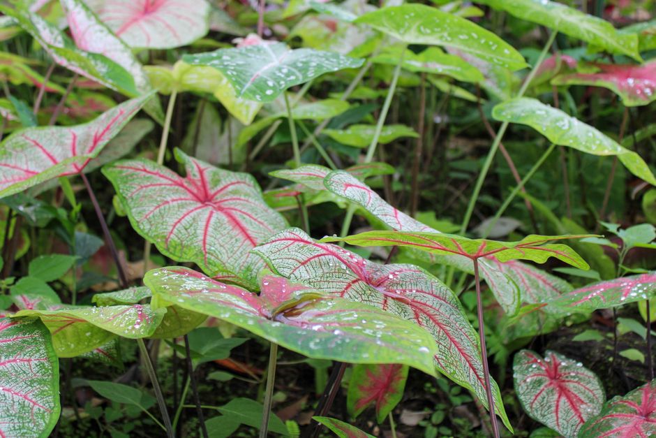 Soins de la Péperomia Pastèque : Guide Complet