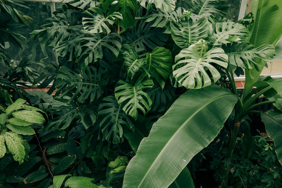 Soins de la Plante Monstera : Guide Complet