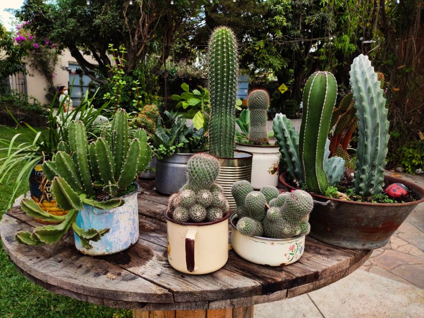 Soins du Cactus de Thanksgiving : Un Guide Complet