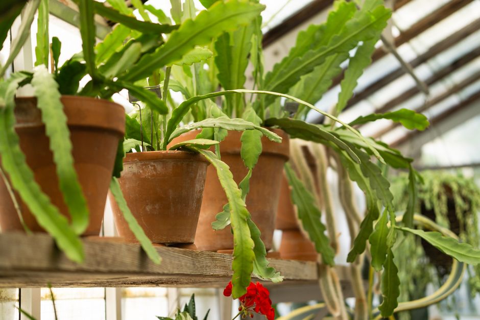 Thanksgiving Cactus Care: A Complete Guide