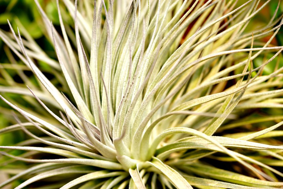 Tillandsia Air Plant Care: A Complete Guide