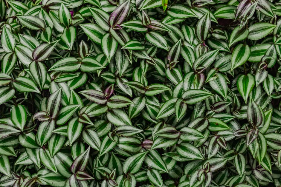 Tradescantia Wandering Care: A Complete Guide