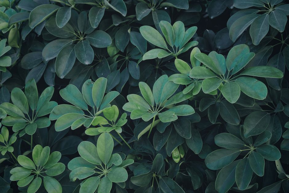 Umbrella Plant Care: A Complete Guide