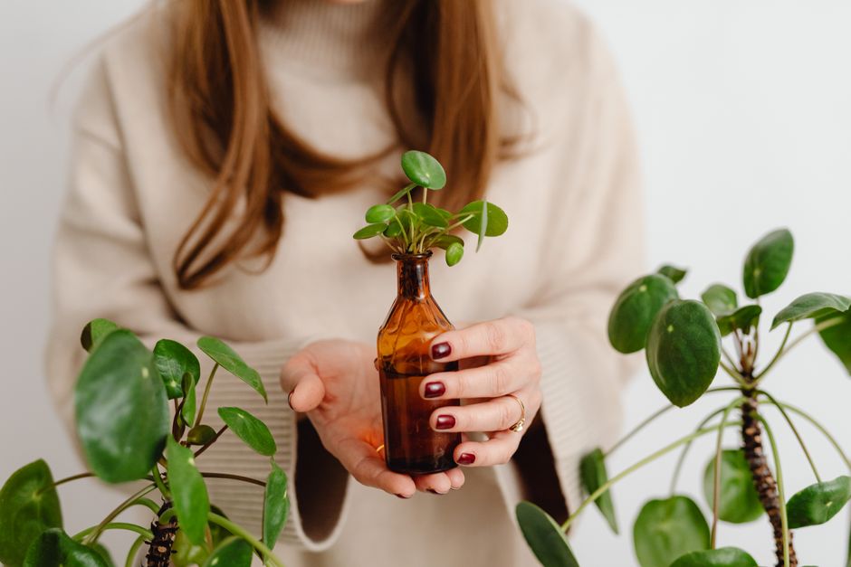 Watermelon Peperomia Care: A Complete Guide