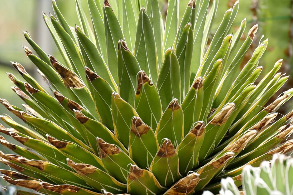 Yucca Care: A Complete Guide