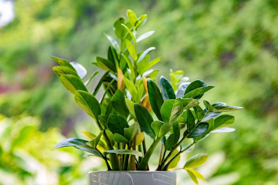 ZZ Plant Care: A Complete Guide