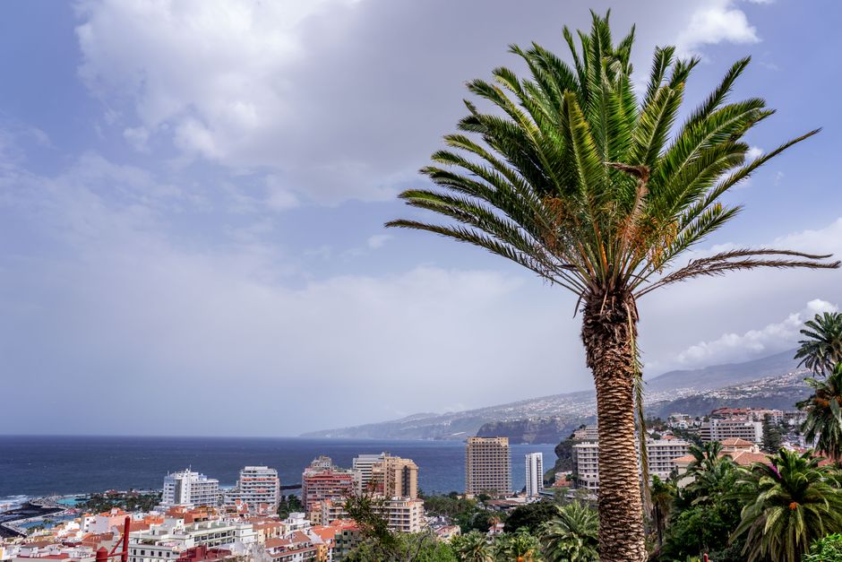 Cuidado de la Palmera de Salón: Una Guía Completa