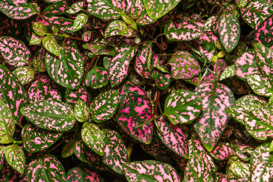 Cuidados de la Planta Polka Dot: Una Guía Completa