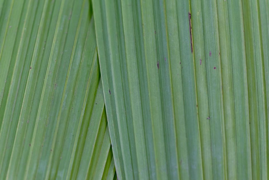 Cuidados de la Planta Serpiente: Una Guía Completa