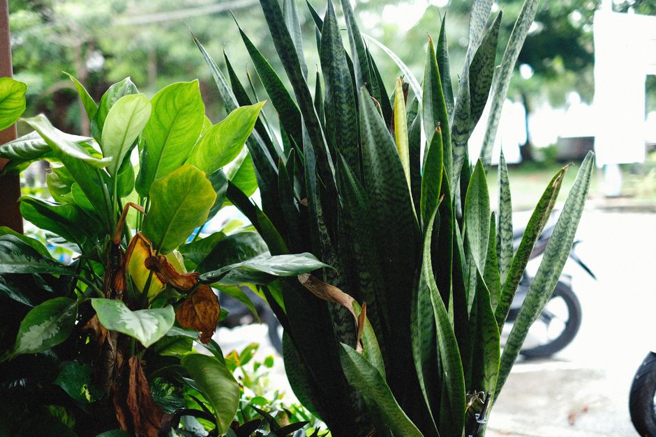 Entretien du Sansevieria : Guide complet