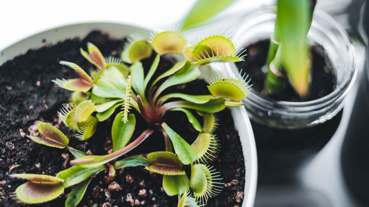 Vibrant Venus flytrap plant potted in rich soil, showcasing its spiky green growth.