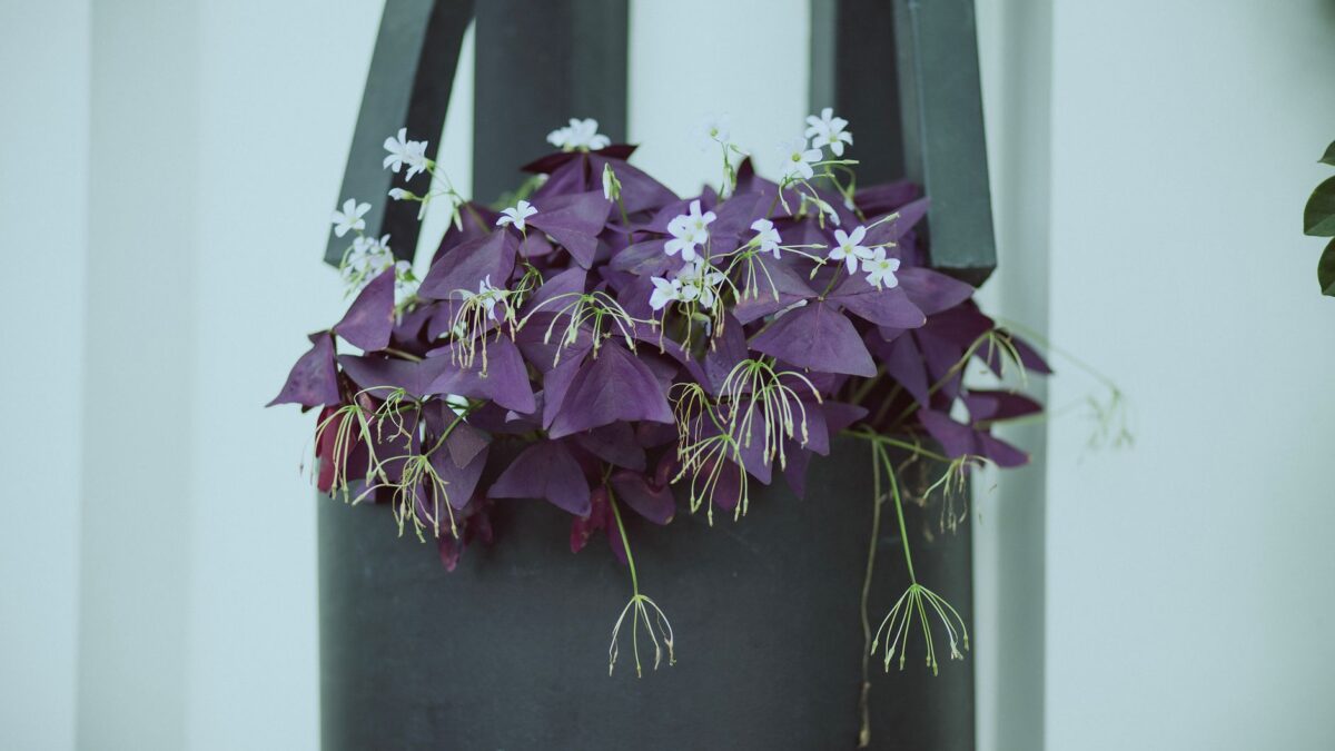 Elegant purple Oxalis plant with delicate flowers in a modern black hanging pot.