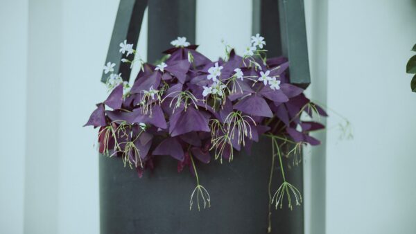 Elegant purple Oxalis plant with delicate flowers in a modern black hanging pot.