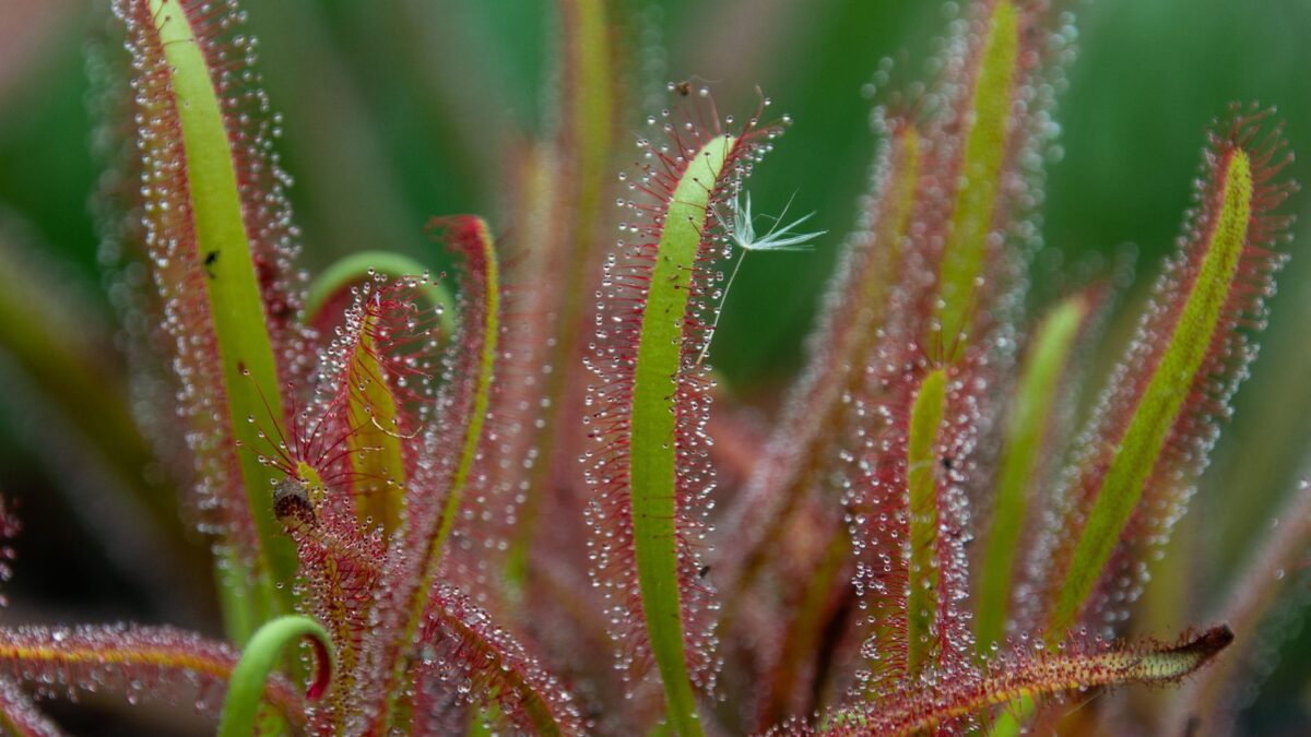 Macro shot of Drosera sundew plant with sparkling dew droplets on its sticky tentacles in a natural setting.