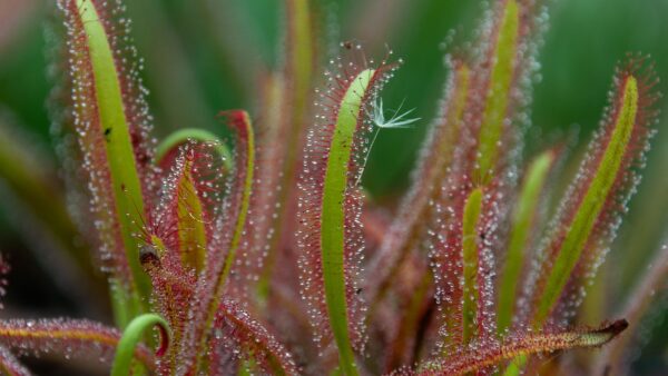 Macro shot of Drosera sundew plant with sparkling dew droplets on its sticky tentacles in a natural setting.